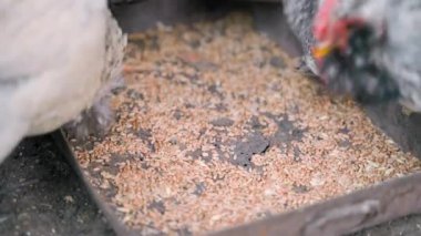 Çok aç tavuklar yakın plandaki buğdayları gagalıyorlar. Yüksek kalite 4k görüntü