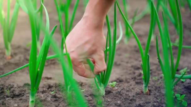 Χέρι Μαδάει Φρέσκο Πράσινο Κρεμμύδι Close Από Τον Κήπο Κρεβάτι — Αρχείο Βίντεο