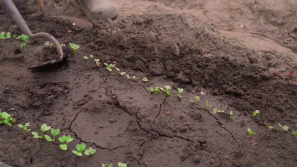 Fluffing Encima Tierra Una Cama Jardín Con Solo Rábanos Que — Vídeos de Stock