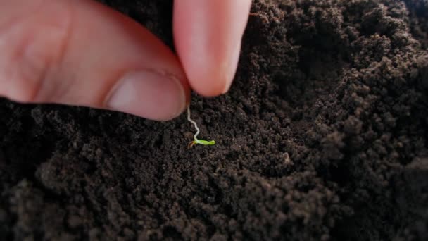 Una Mano Planta Una Semilla Zanahoria Germinada Suelo Cava Cerca — Vídeo de stock