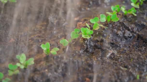Evening Watering Bed Growing Young Radish Sprouts High Quality Footage — Stockvideo