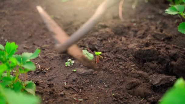 Vårda Trädgård Säng Med Växande Unga Jordgubbar Närbild Plågar Jorden — Stockvideo