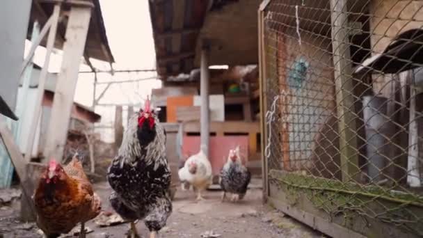 Chickens Chasing Cameraman Slow Motion Hungry Chickens Follow Camera High — Stock Video