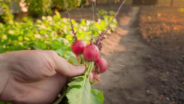 Hand Holds Crop Red Radishes Backdrop Garden Bed Growing Radishes — Vídeos de Stock