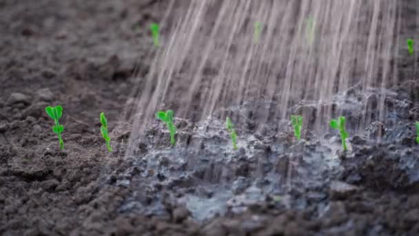 Pouring Water Young Pea Sprouts Close High Quality Footage — Video Stock