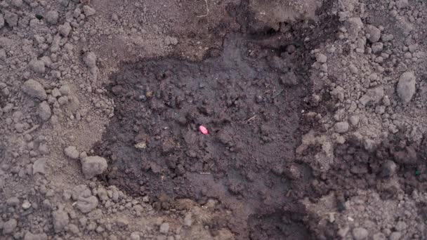 在土壤中种植黄瓜种子的过程是近距离的 顶视图 高质量的4K镜头 — 图库视频影像