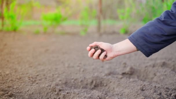 Hand Sifts Fingers Rubs Soil Backdrop Spring Vegetable Garden Green — ストック動画