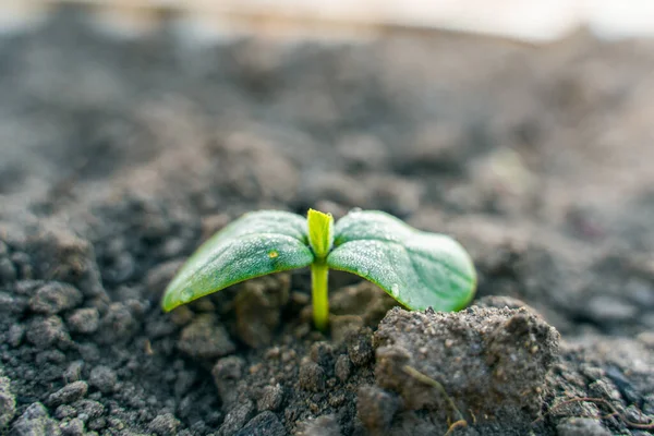 Primeiras Folhas Germinais Pepino Jovem Fecham Crescendo Solo Uma Cama — Fotografia de Stock