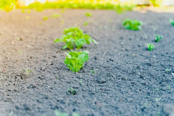 Junge Kartoffeln Wachsen Aus Nächster Nähe Boden Auf Dem Gartenbeet — Stockfoto