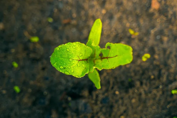 Leaves Young Beetroot Drops Morning Dew Close Growing Soil Garden — Fotografie, imagine de stoc