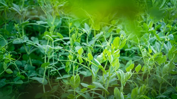 Зеленые Стебли Листьями Гороха Растут Саду Кровать Крупным Планом — стоковое фото