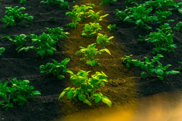 Tuinbed Met Groeiende Aardappelen Verlicht Door Een Zonnestraal Vroege Ochtend — Stockfoto