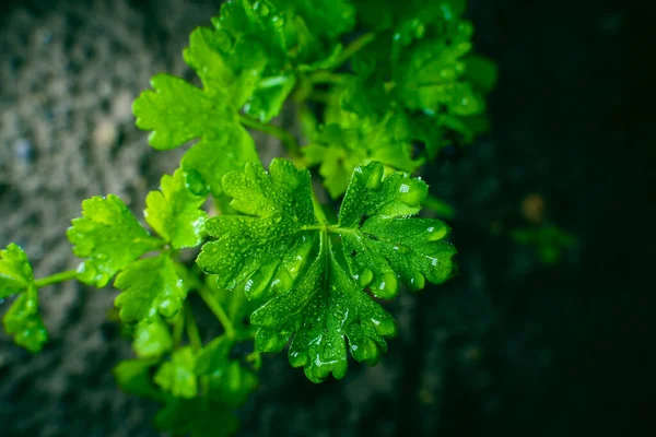 Parsley Leaf Water Drops Close — Photo