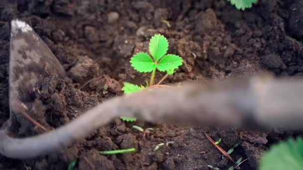 Заботиться Молодых Клубничных Кустах Крупным Планом Весной Почва Обрабатывается Мотыгой — стоковое видео
