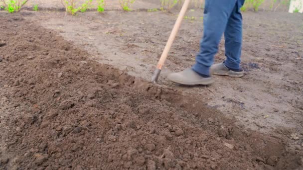シャベルで庭を掘りなさい 手でガーデニング 高品質4K映像 — ストック動画