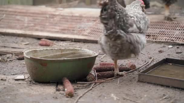 鶏は水供給装置の近くのパドックのカメラの前で走る 高品質4K映像 — ストック動画