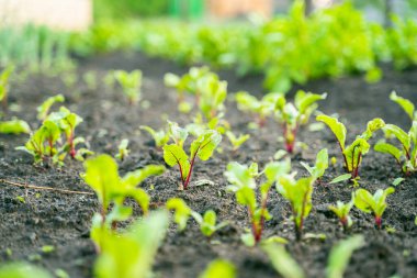Garden bed with young growing beets close-up,blurred background