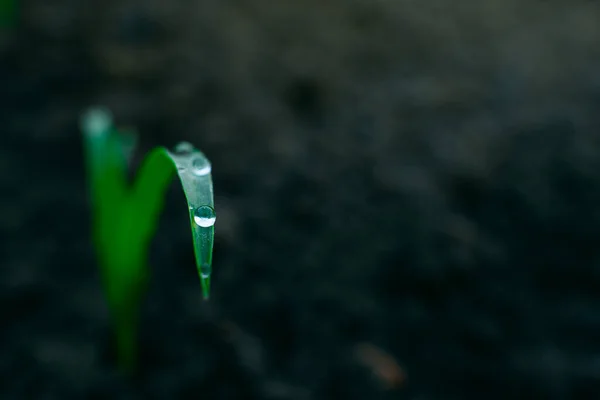 Water Drops Close Corn Leaves Morning Dew Plants Garden Bed —  Fotos de Stock