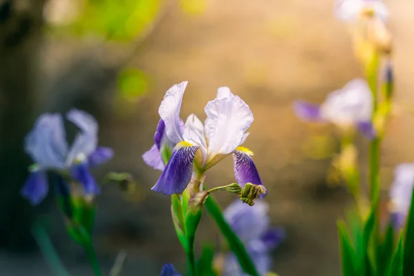 Gün Doğumunda Çok Güzel Mavi Mor Bir Iris Çiçeği — Stok fotoğraf