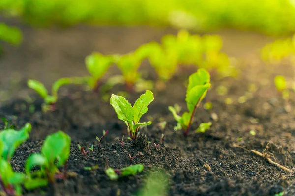 Leaves Young Growing Beetroot Soil Vegetable Garden Close Sunset — Stock fotografie