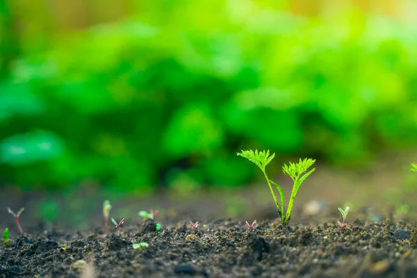 First Young Carrot Sprout Soil Close Blurred Background — 스톡 사진