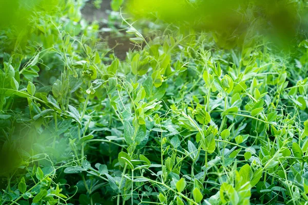 Растения Зеленого Гороха Растут Домашнем Подстилке Крупным Планом — стоковое фото