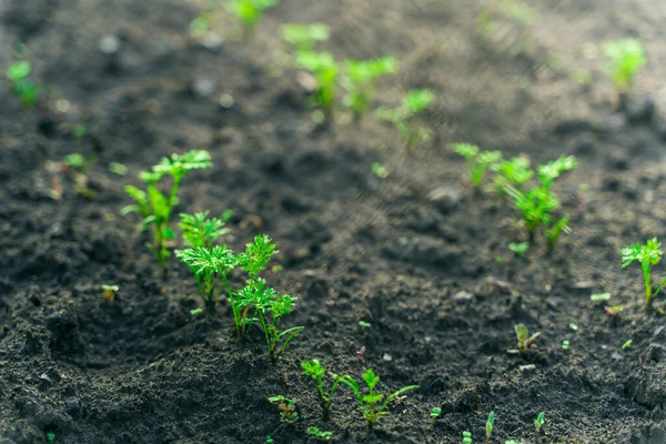Young Leaves Carrot Growing Soil Close — Stock Photo, Image