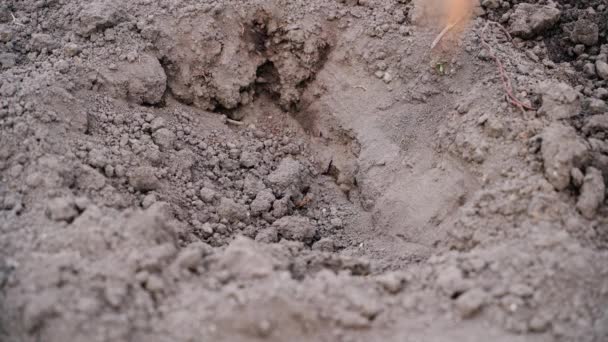 Potato Falls Recess Buried Ground Close High Quality Footage — Vídeo de Stock