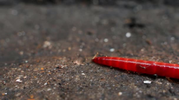 Verzadigde Mooie Regenworm Kruipt Van Dichtbij Het Onderzoeken Van Het — Stockvideo