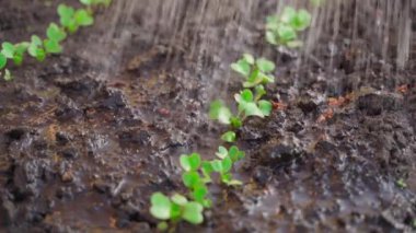 Young radish sprouts being watered close up. High quality 4k footage