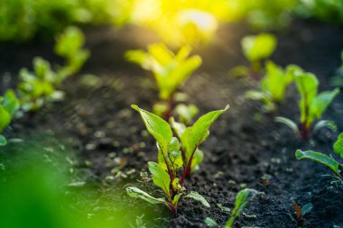 Gün batımında sebze bahçesinin toprağında büyüyen genç bir pancarın yaprakları.