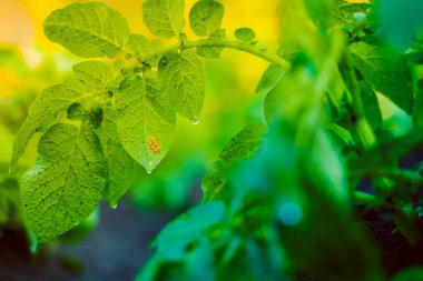 Colorado patates böceği, yakın plan bir patates yaprağının arkasında yumurtluyor.