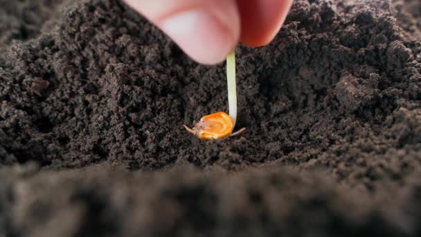 Ausgekeimtes Maissaatgut Wird Die Erde Gelegt Und Aus Nächster Nähe — Stockvideo