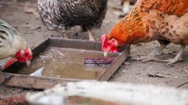 Evcil tavuklar açık havada su içiyorlar. Yüksek kalite 4k görüntü