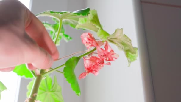 Hand Plucks Wilted Geranium Inflorescences Close High Quality Footage — Vídeo de Stock