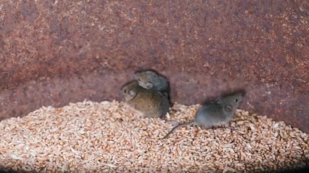 Invasion Mice Barrel Wheat Rodents Pests Grain Storage High Quality — ストック動画