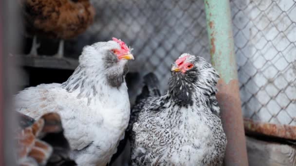 Két Világos Színű Faverolles Csirke Közelkép Kiváló Minőségű Fullhd Felvételek — Stock videók