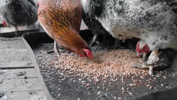 천천히 닭에게 먹이는 질높은 Fullhd — 비디오