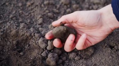 Bir el topak toprağı yakından ezer. Bahçe toprağının tutarlılığının ve durumunun analizi. Yüksek kalite 4k görüntü