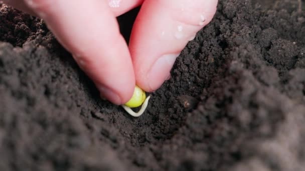 Proceso Plantar Una Semilla Germinada Guisantes Verdes Cerca Suelo Imágenes — Vídeo de stock