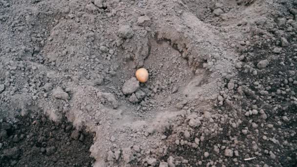 Process Planting White Potatoes Close Throwing Root Crop Dark Soil — Vídeo de Stock