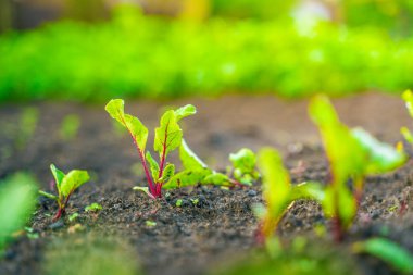 Bahçedeki bir yatağın toprağında büyüyen genç pancarın yaprakları.