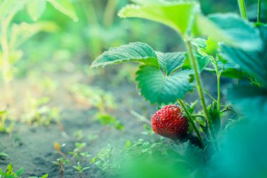 Yakından büyüyen sulu, zengin kırmızı çilek