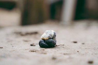 Chicken poop with white top and black bottom close-up