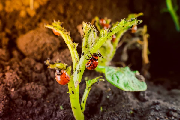 科罗拉多马铃薯甲虫的许多红色幼体吃着马铃薯幼体的叶子 — 图库照片