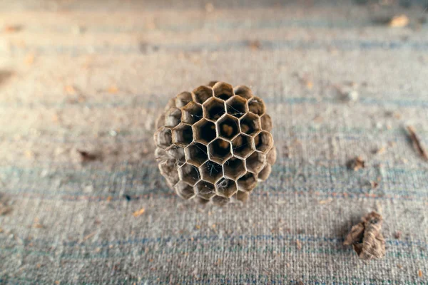 Abandoned Small Honeycombs Close Most Perfect Wax Building — Stok fotoğraf