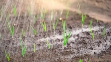 Watering a young green onion with water at the dawn of the sun close-up. Caring for the vegetable garden in early summer. High quality FullHD footage