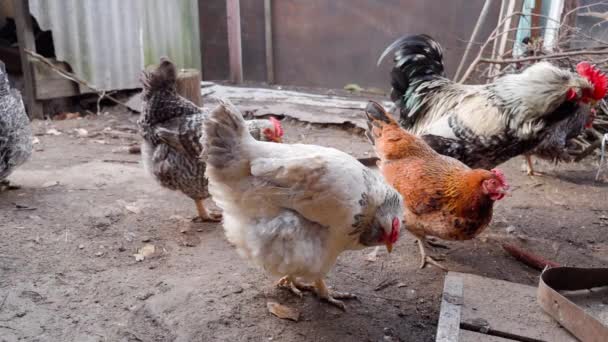 Domestic Chickens Different Colors Walk Street High Quality Fullhd Footage — Stock Video