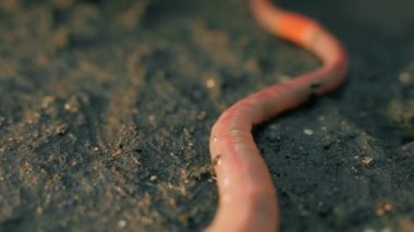 Red worm crawls away very quickly close-up. High quality 4k footage