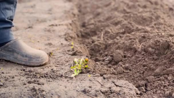 Plowing Soil Garden Shovel Close Sunset High Quality Footage — Video Stock